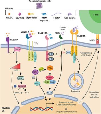 C-Type Lectin-Like Receptors: Head or Tail in Cell Death Immunity